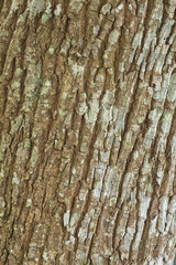 Tree bark
