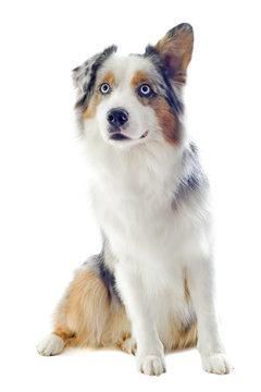 berger australien merle
