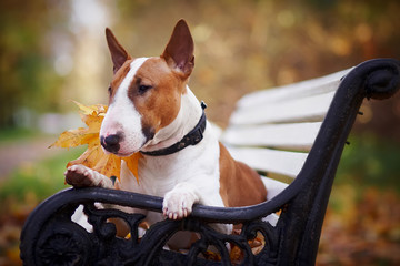 The red bull terrier lies on a bench - obrazy, fototapety, plakaty
