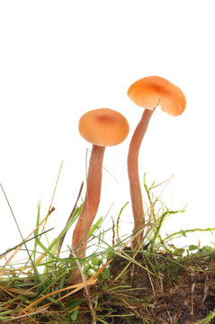 Two toadstools