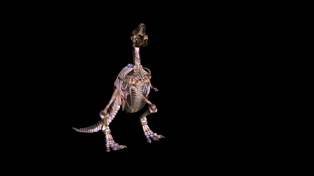 Tyrannosaurus Rex