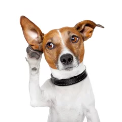 Foto op Plexiglas Grappige hond hond luistert met groot oor