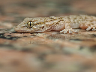 Fototapeta premium Gecko