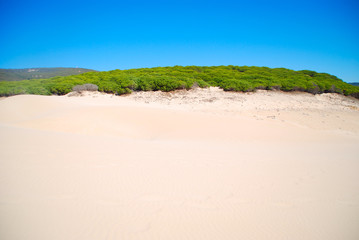 DUNA EN PLAYA DE BOLONIA, TARIFA, CÁDIZ, ANDALUCÍA, ESPAÑA