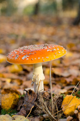 Amanita in the autumn forest
