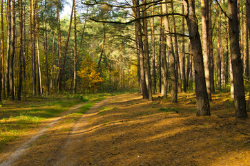 Autumn Ukrainian forest in the morning