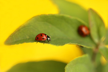 two ladybugs