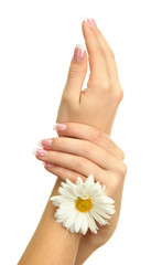 Beautiful woman hands with camomile, isolated on white
