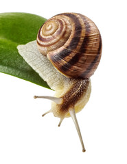 garden snail