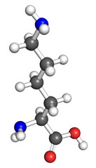 Lysine molecule