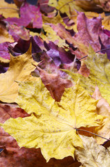 Maple leaves background