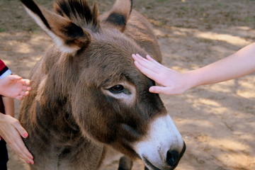 Fondling a donkey © lumachina_99