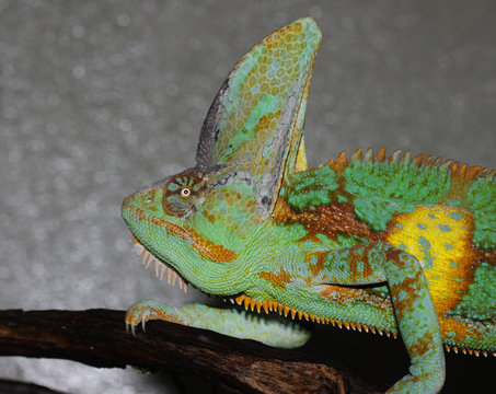 Male Veiled Chameleon (Chamaeleo calyptratus)