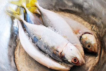 Thai fish on freeze