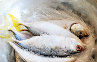 Thai fish on freeze