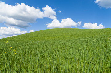 Fototapeta premium grüner Hügel