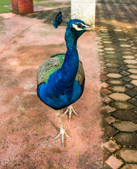 Fototapeta premium animal colorful peacock