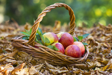 fresh apples in a basket in autumn garden