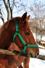 Obraz premium portrait of horse