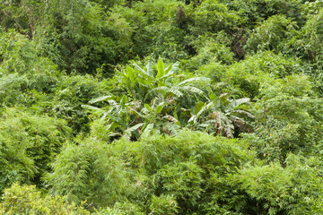 Fototapeta na wymiar Bananowce ukryte w dżungli