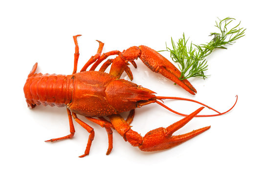 the red lobster
