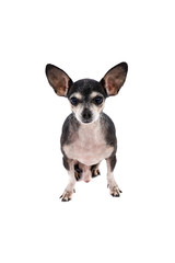 Fototapeta premium Close up portrait of a Chihuahua dog