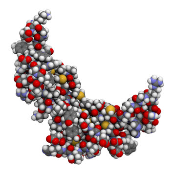Myostatin (growth differentiation factor 8, GDF-8) molecule, che