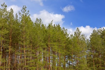 Obraz premium pine tree forest wall