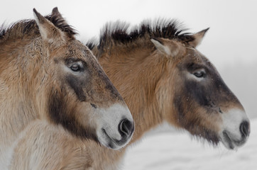 Przewalski horses