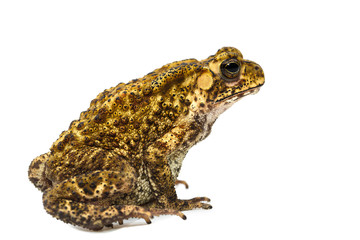 Closeup Toad