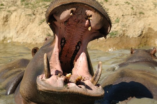 Ippopotamo
