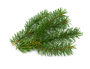 pine branch