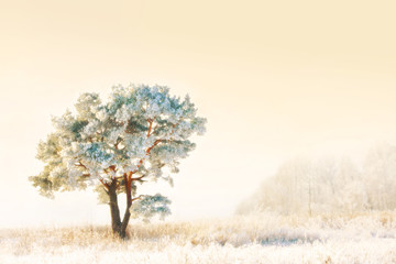 Frozen pine tree
