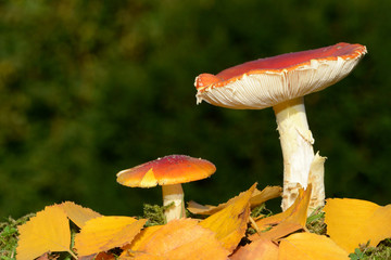 Großer und kleiner Fliegenpilz