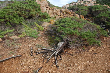 anche gl'alberi si sdraiano