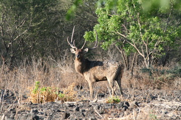 Javan Rusa Deer