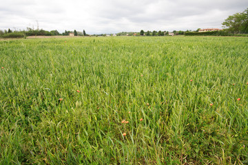 campo di frumento