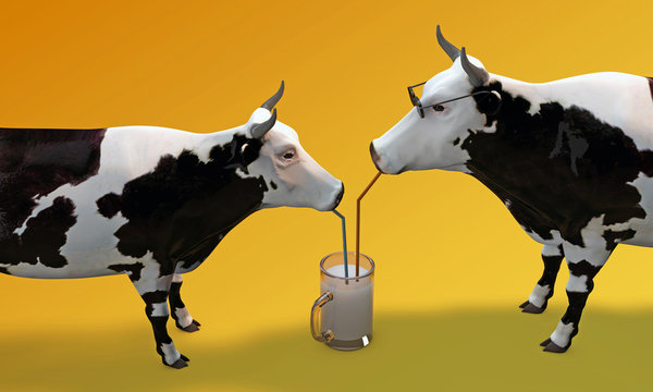 cows drinking milk