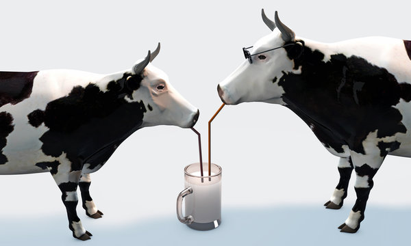 cows drinking milk
