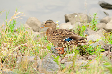Mallard Duck on River Bank