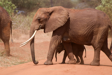 Elephant family