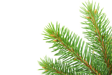 Obraz premium Pine tree branch isolated on white backgrond