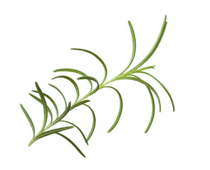 Fototapeta premium Macro of rosemary leaf