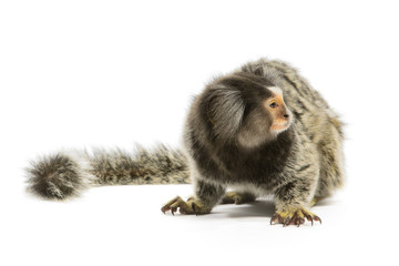 Marmoset Monkey
