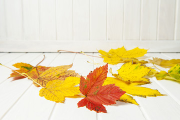 autumn leaves on white wooden table - empty space for text