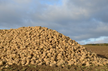 Zuckerrüben