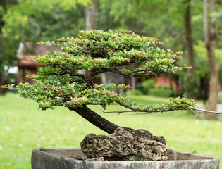 Afwasbaar Fotobehang Bonsai mooie bonsai in de tuin