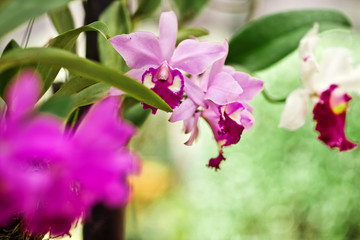 Obraz premium Orchid brench