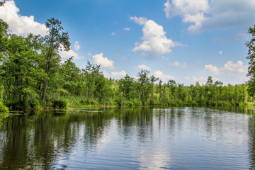 Fototapeta na wymiar Forest on the lake