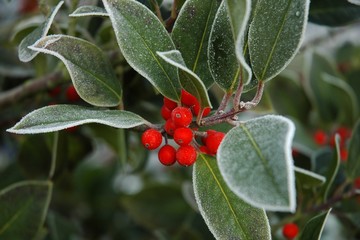 Stechpalme, Ilex im Morgenrauhreif